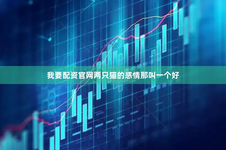 我要配资官网两只猫的感情那叫一个好